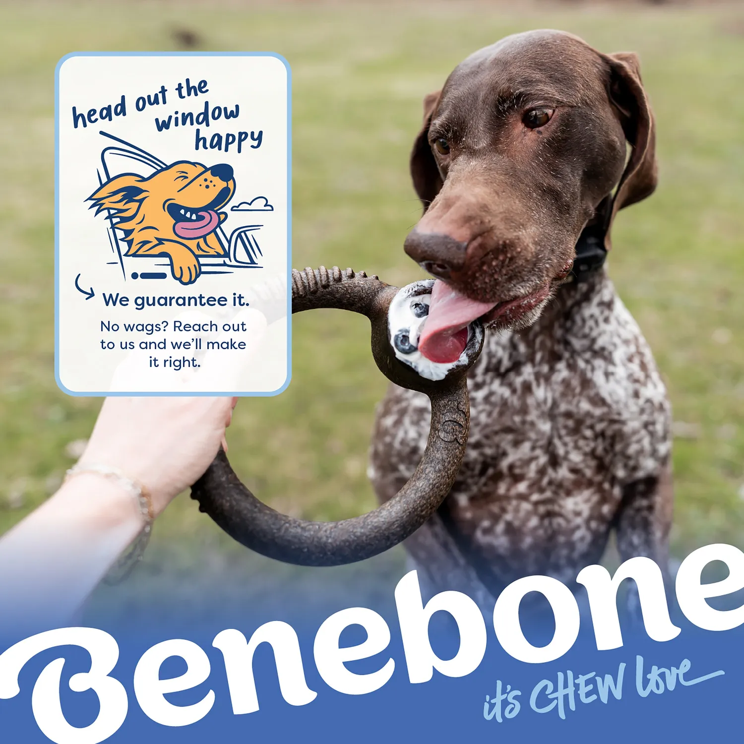 Benebone Blueberry Ring tuggben medium blåbär