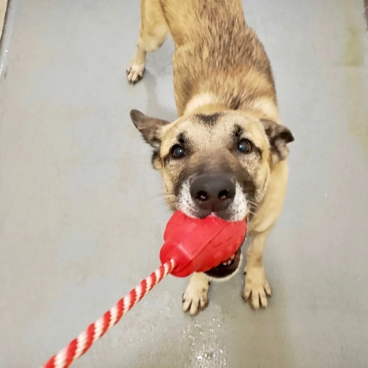 USA-K9 Grenade Large tuggleksak röd kraftiga bitare