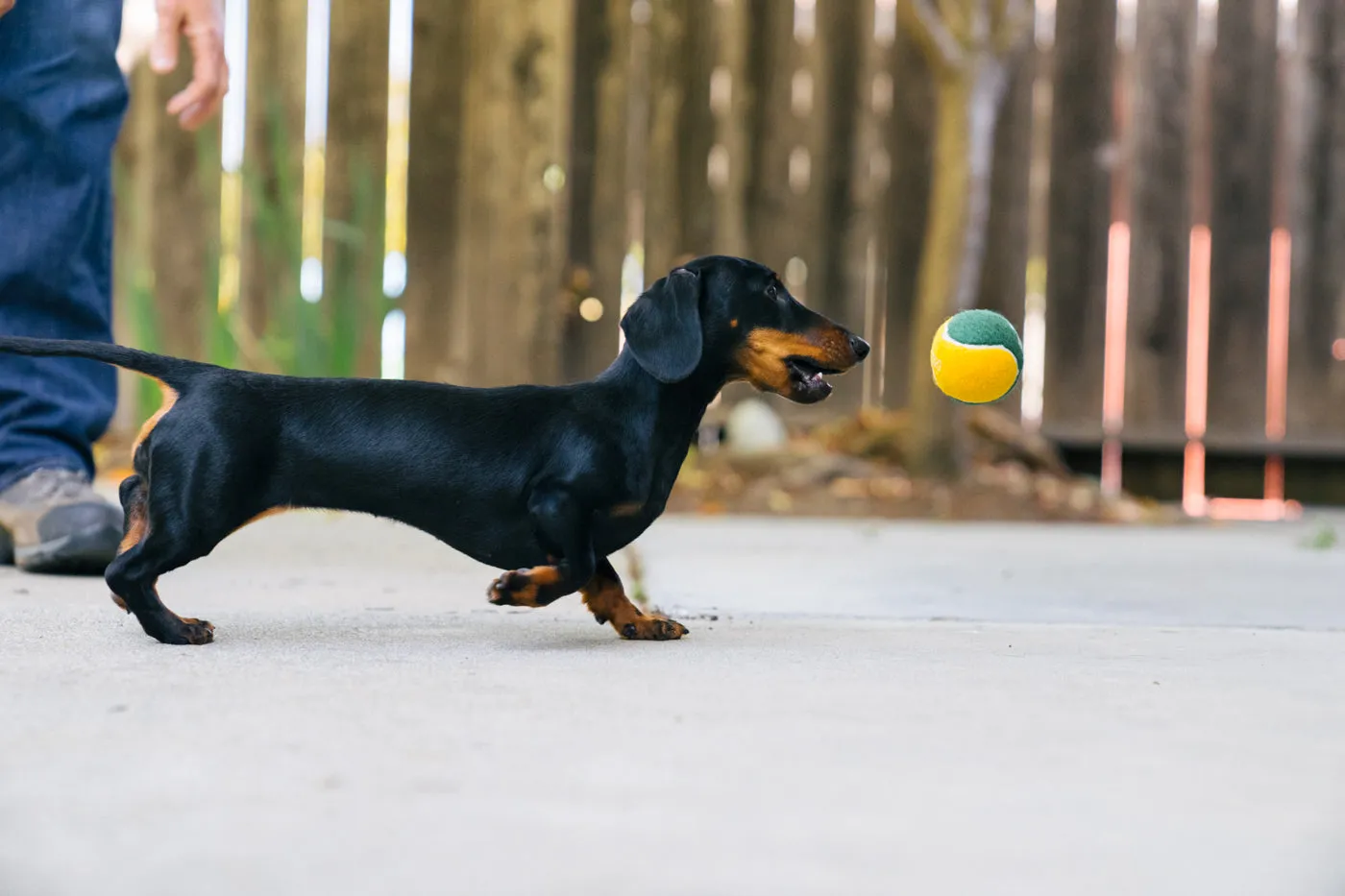 P.L.A.Y. Dog Tennis Balls tennisboll hund 4-pack pip