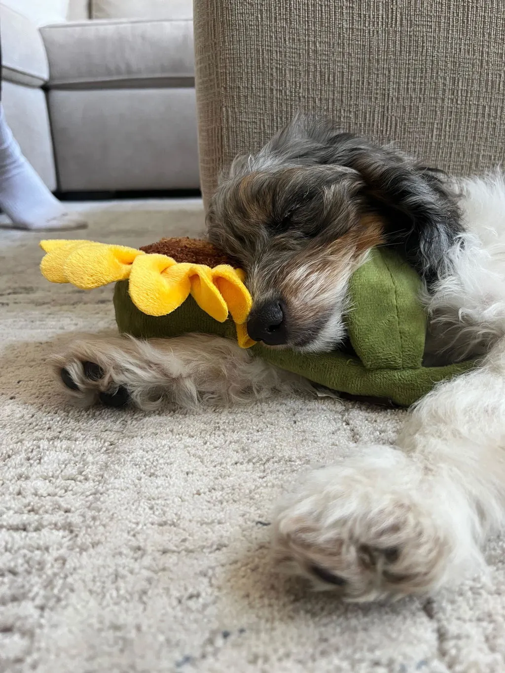 P.L.A.Y. Blooming Buddies Wagging Watering Can hundleksak pip