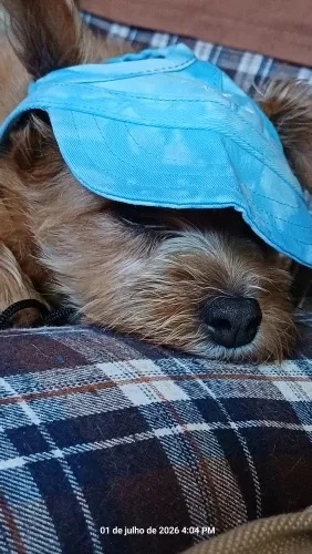 Pawtato Adjustable Sun Visor hundkeps med öronhål