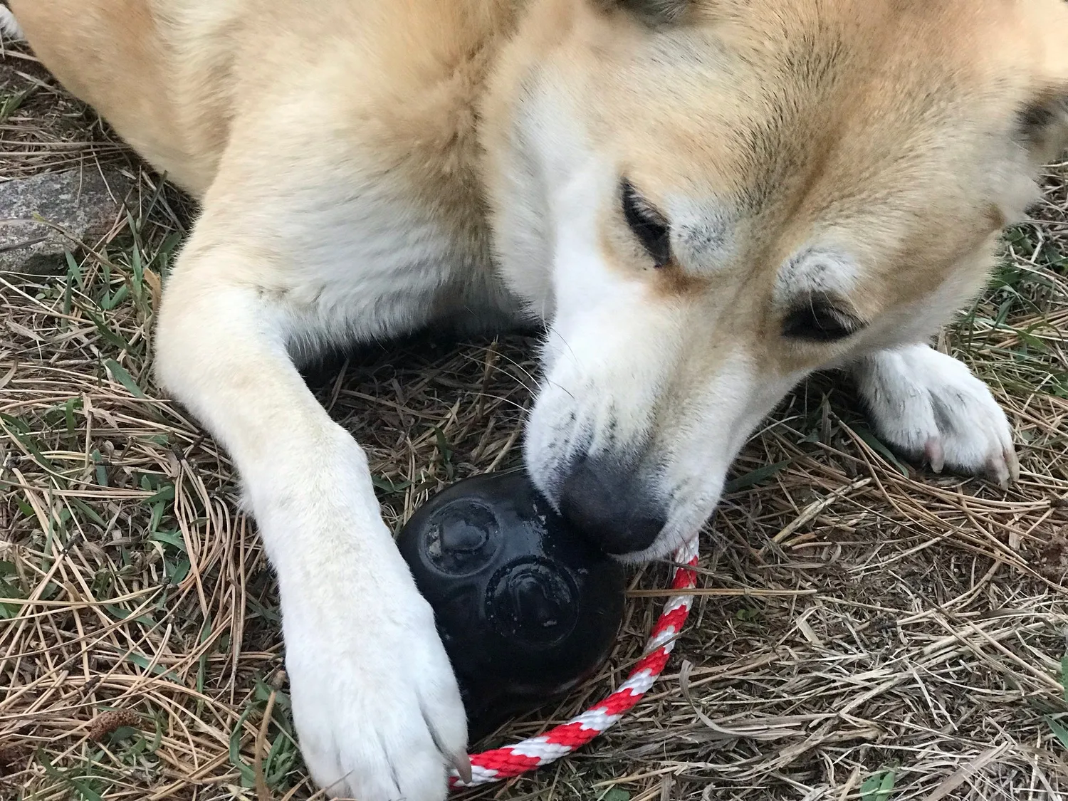 SodaPup USA-K9 Skull tuggleksak gummi rosa large