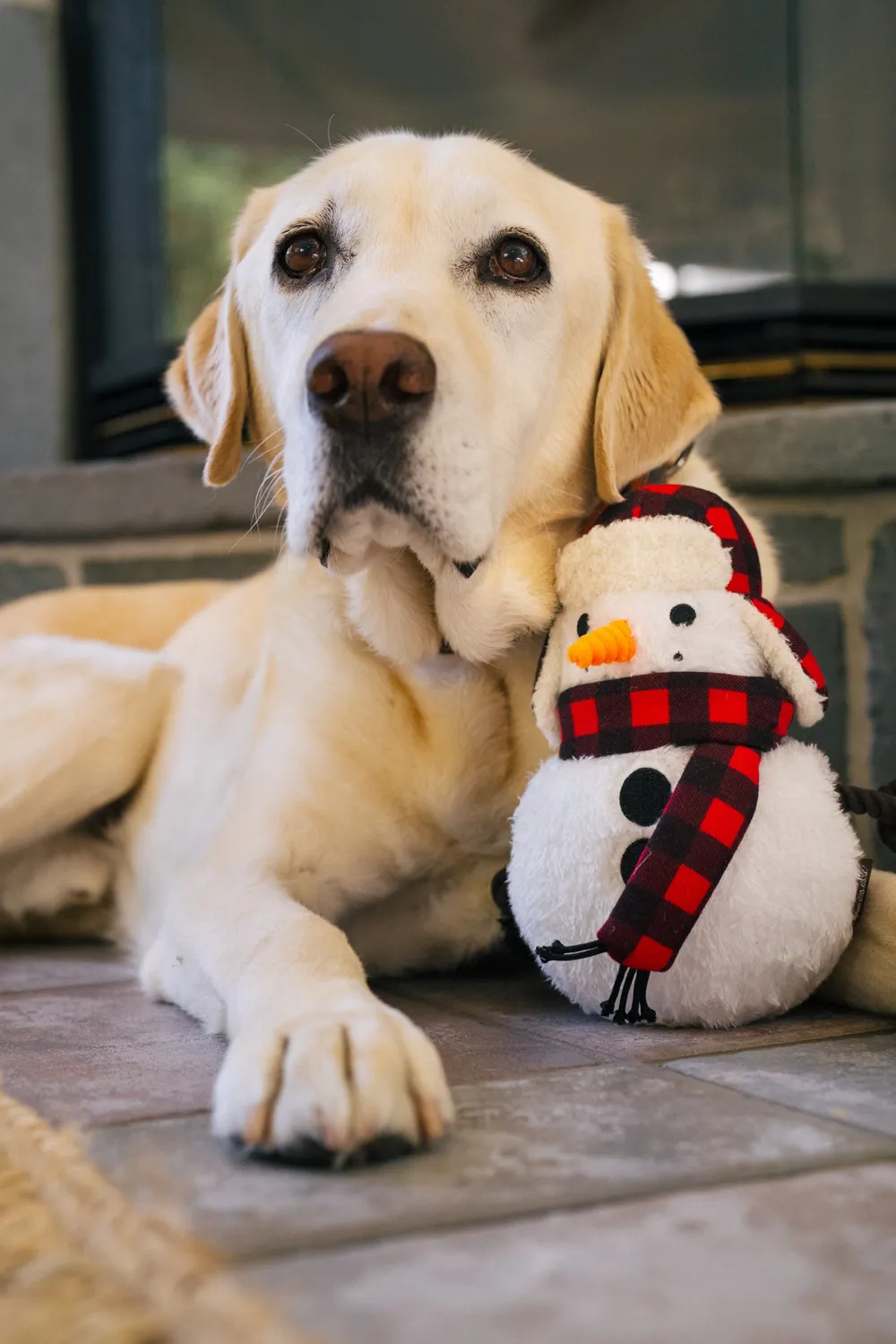 P.L.A.Y. Home for the Holidays Blizzard Buddy hundplysch pip