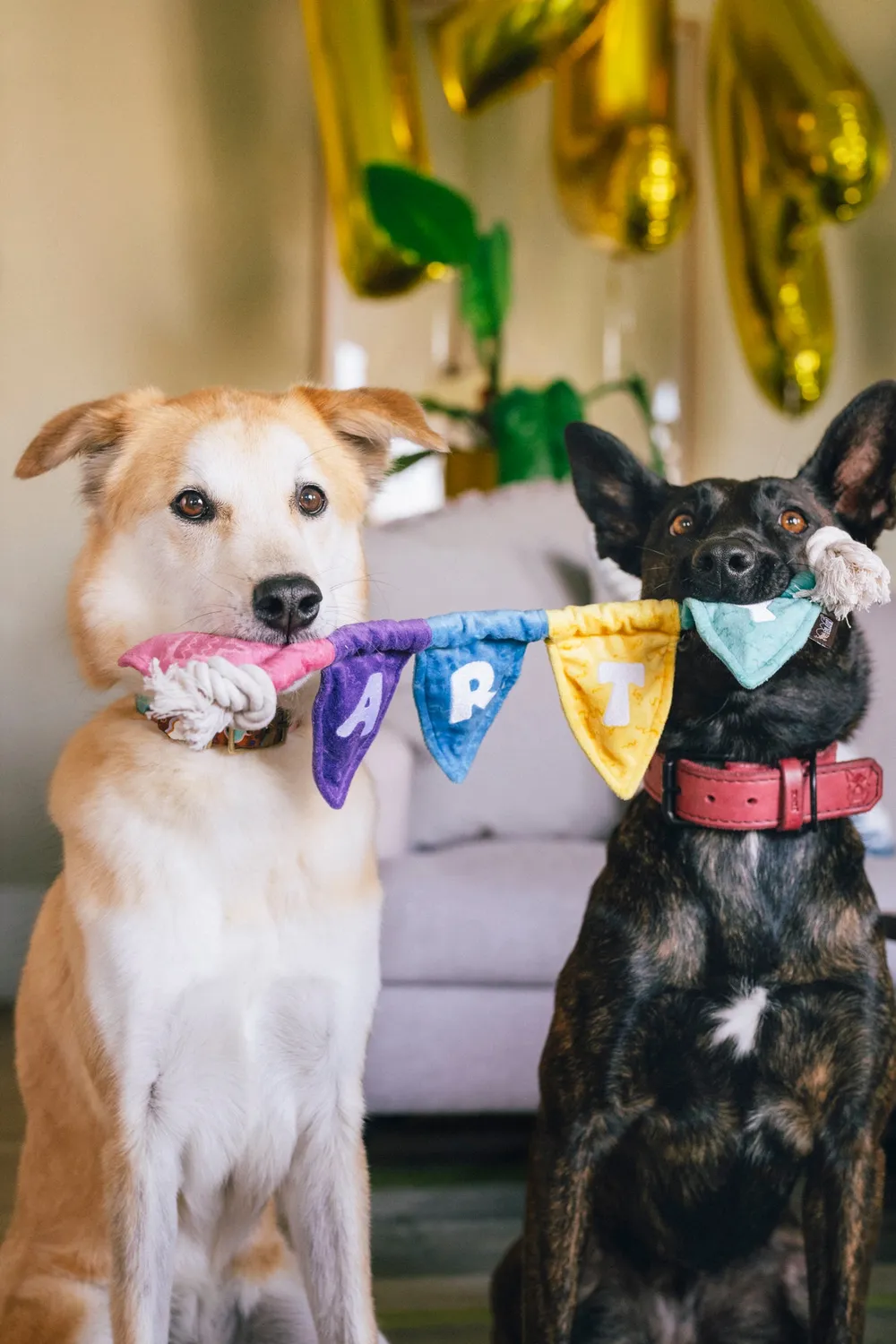 P.L.A.Y. Party Animal Tug n Party Banner dragleksak med pip