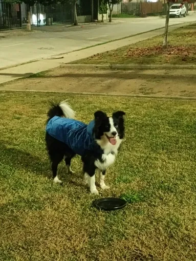 Pawtato Reflective regntäcke blå med huva S