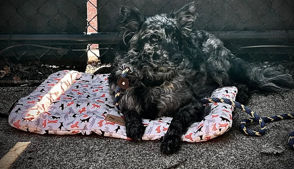 P.L.A.Y. Outdoor Chill Pad hundmatta vattenavvisande