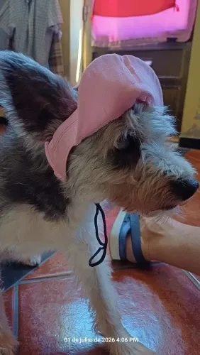 Pawtato Adjustable Sun Visor hundkeps med öronhål