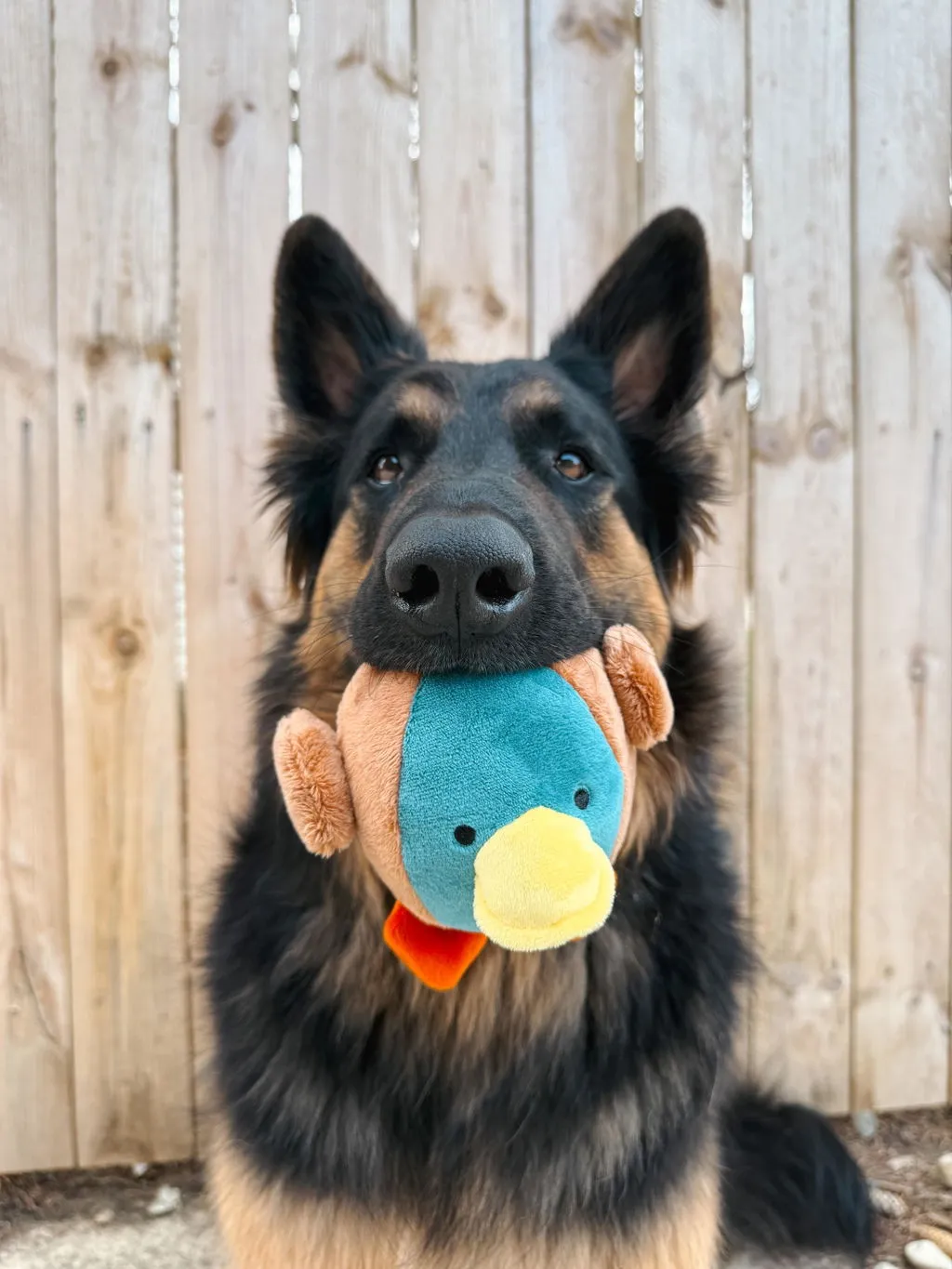 P.L.A.Y. Barnyard Buddies Dana the Duck hundleksak large med pip