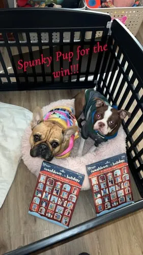 Spunky Pup Holiday adventskalender hund 25 luckor jordnöt