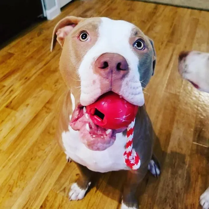 SodaPup USA-K9 Cherry Bomb tuggleksak large röd för starka tuggare