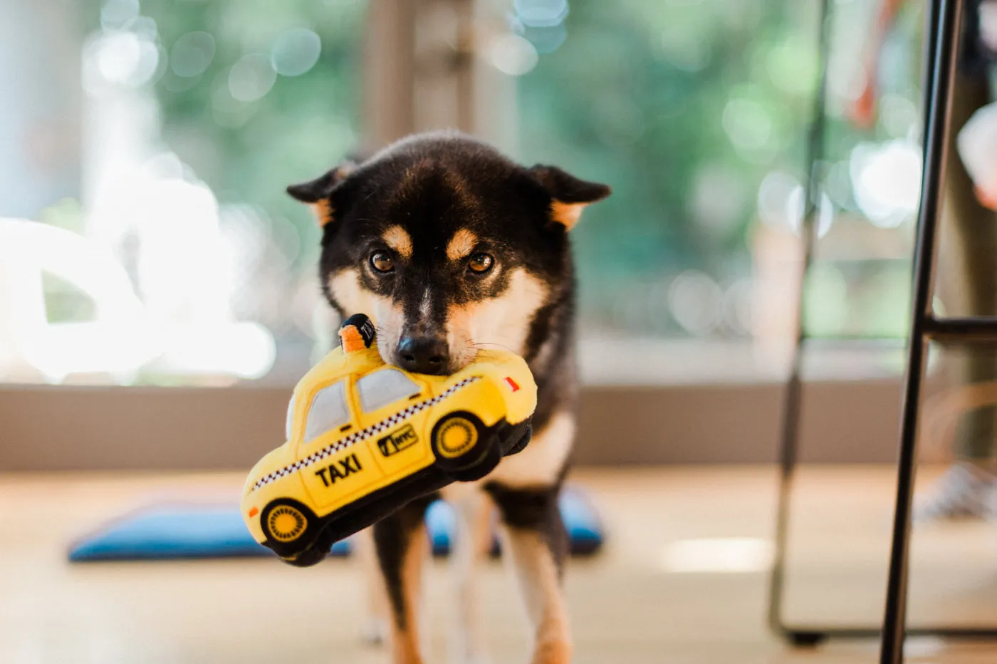 P.L.A.Y. Canine Commute New Yap City Taxi hundleksak gul mjuk