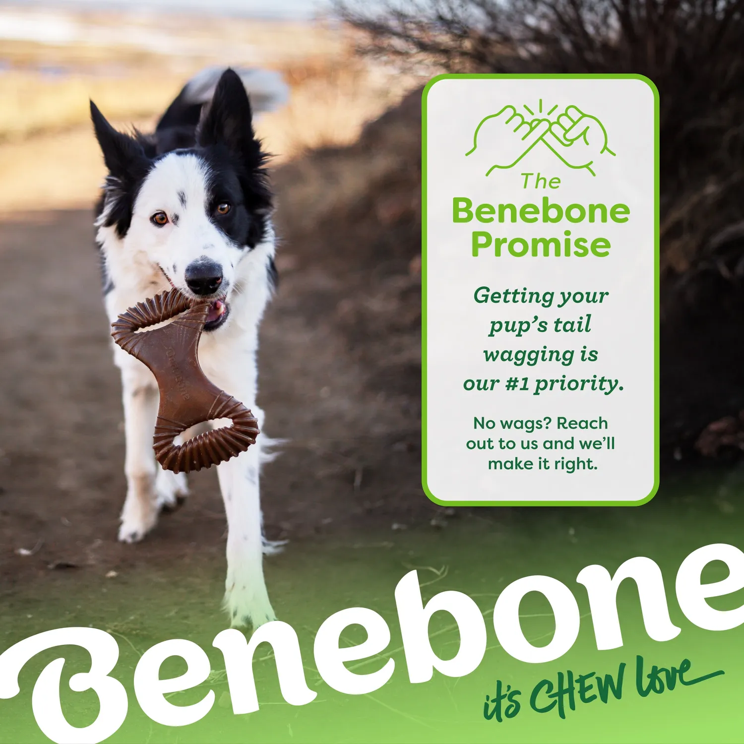 Benebone Dental Chew tuggben medium bacon tandborste