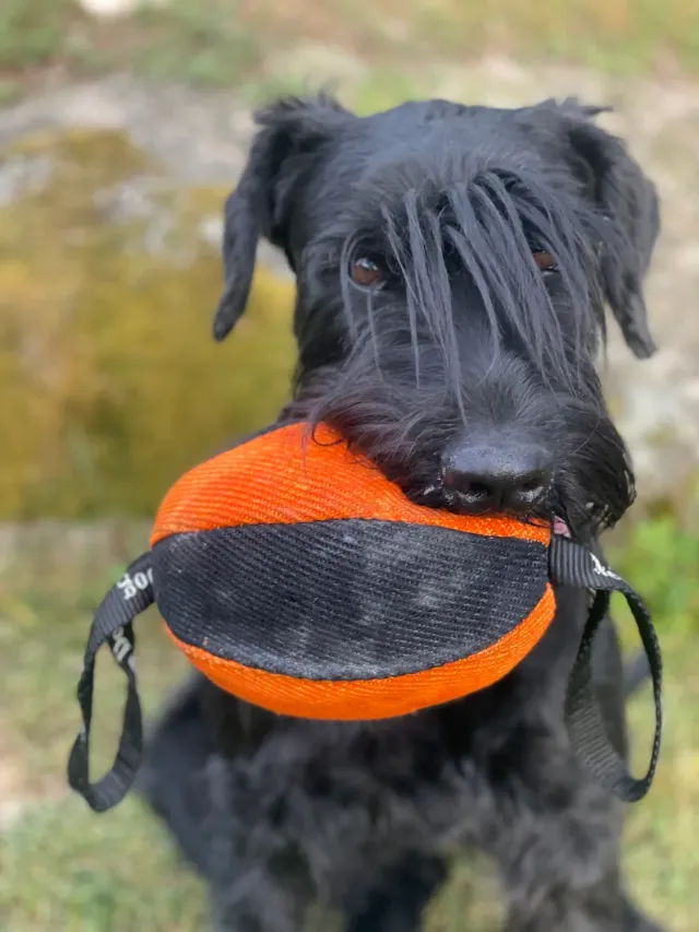 NewDog Rugbyboll 25cm belöningsboll nylcot