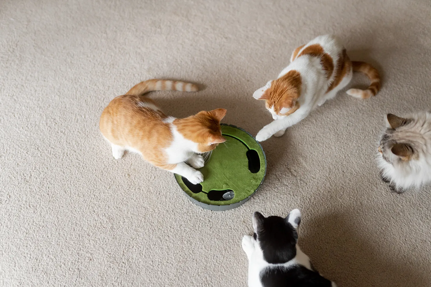 P.L.A.Y. Feline Frenzy Peek-a-Boo Mouse kattleksak interaktiv mus