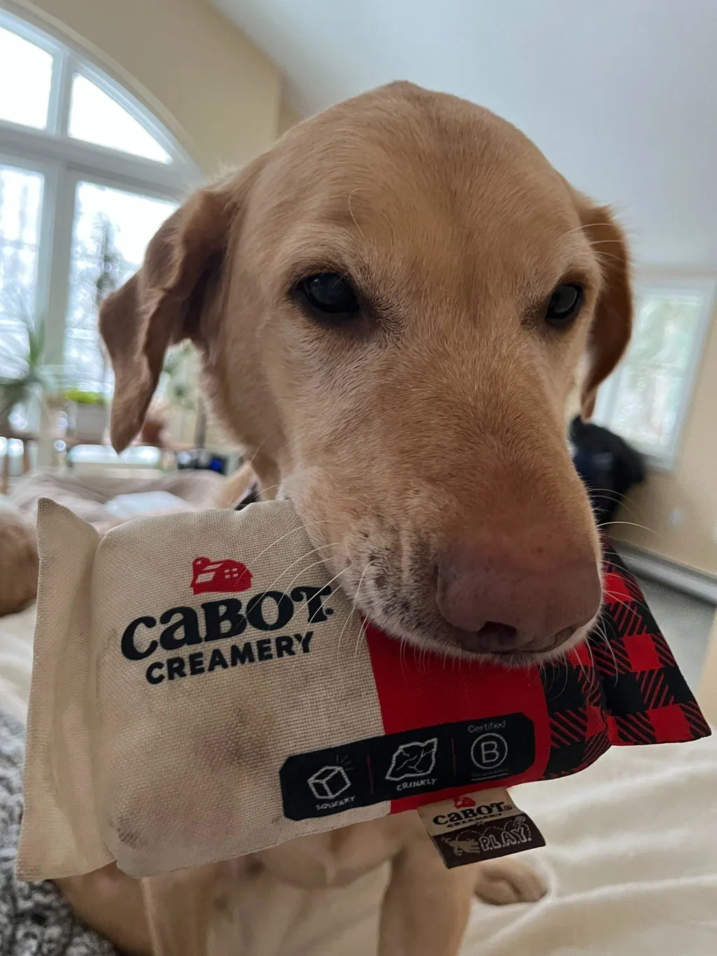 P.L.A.Y. Cabot Creamery Seriously Sharp hundleksak med pip