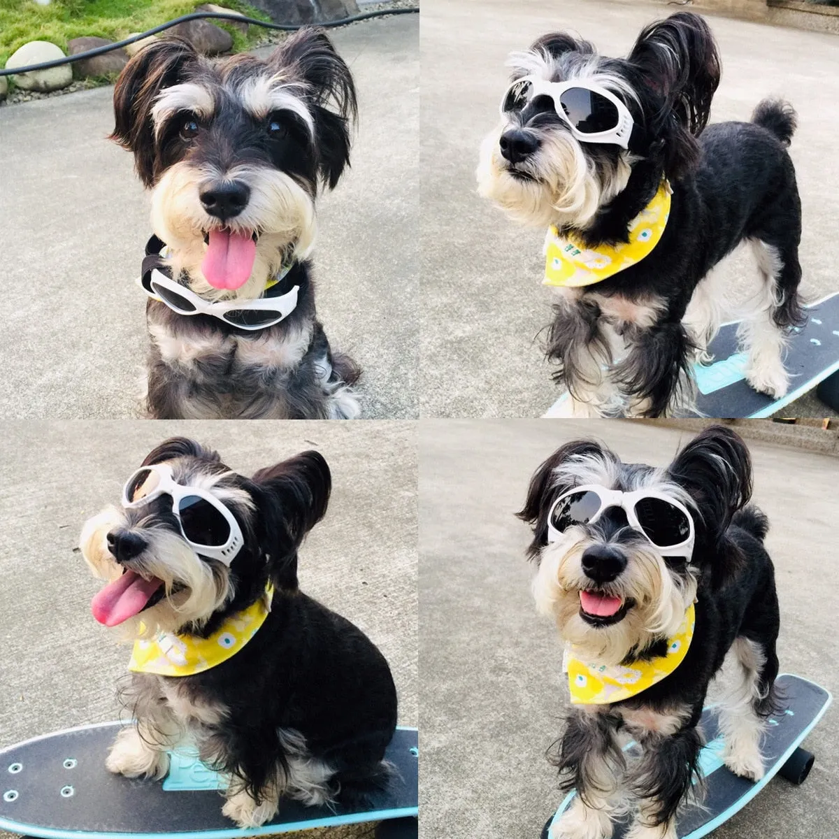 Pawtato Foldable hundglasögon vit solskydd
