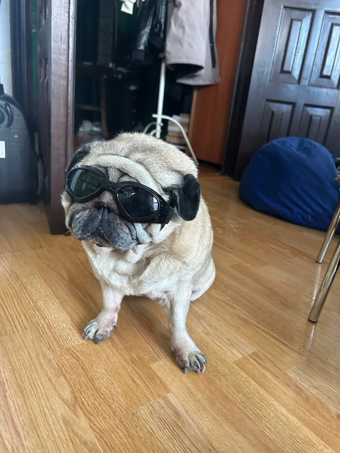 Pawtato Foldable hundglasögon vit solskydd