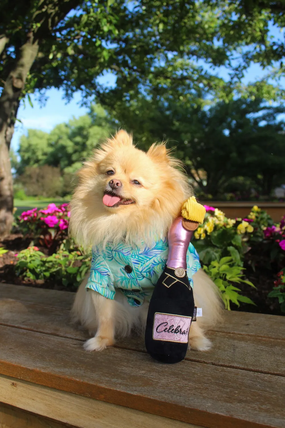 P.L.A.Y. Puppin' Champagne hundleksak med pip och dragsnöre