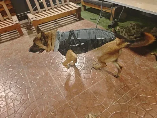 Pawtato Reflective Winter hundtäcke med sele reflex