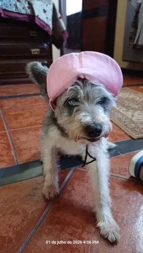 Pawtato Adjustable Sun Visor hundkeps med öronhål
