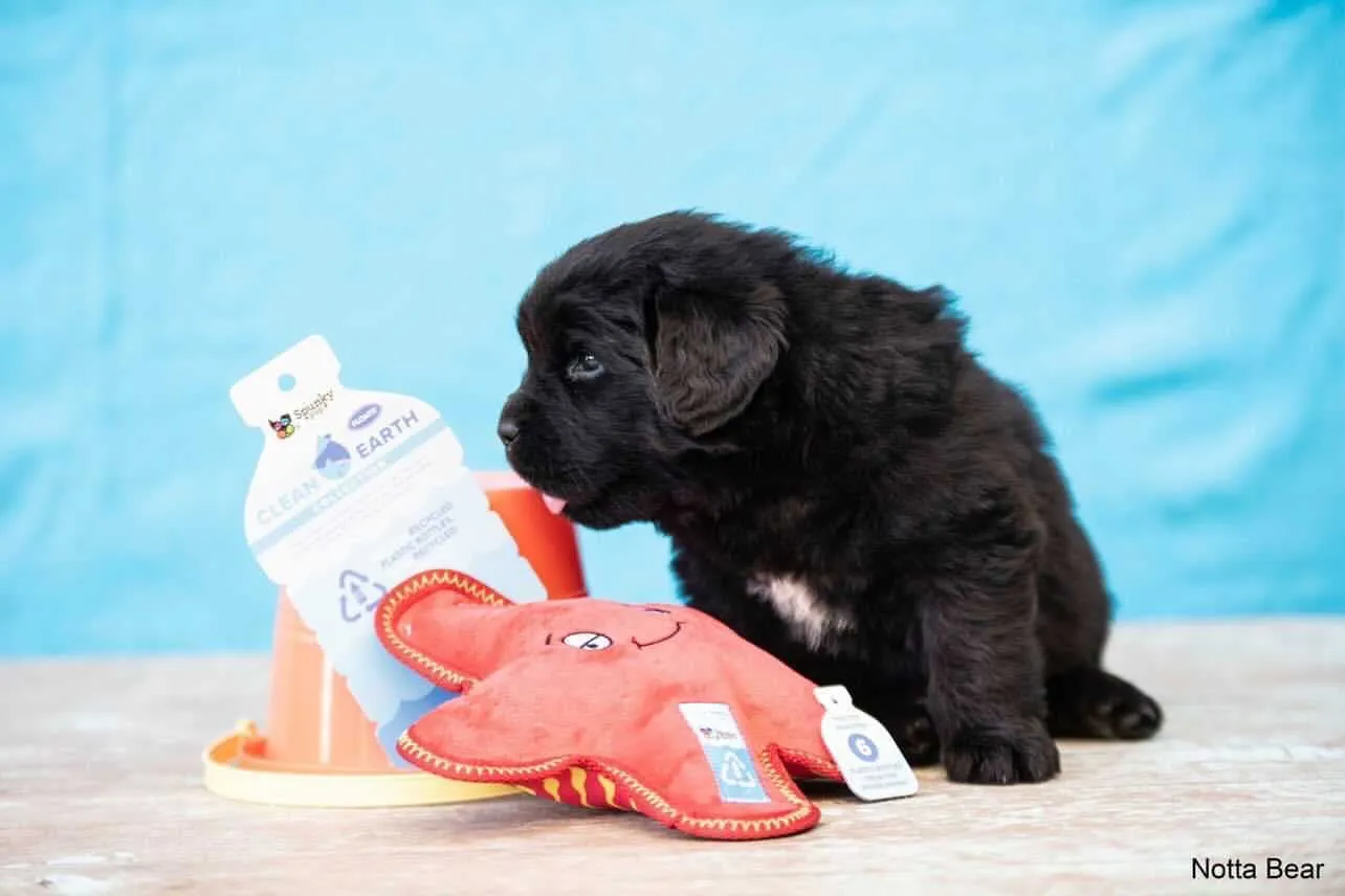 Spunky Pup Clean Earth mjukis sköldpadda Large återvunnen