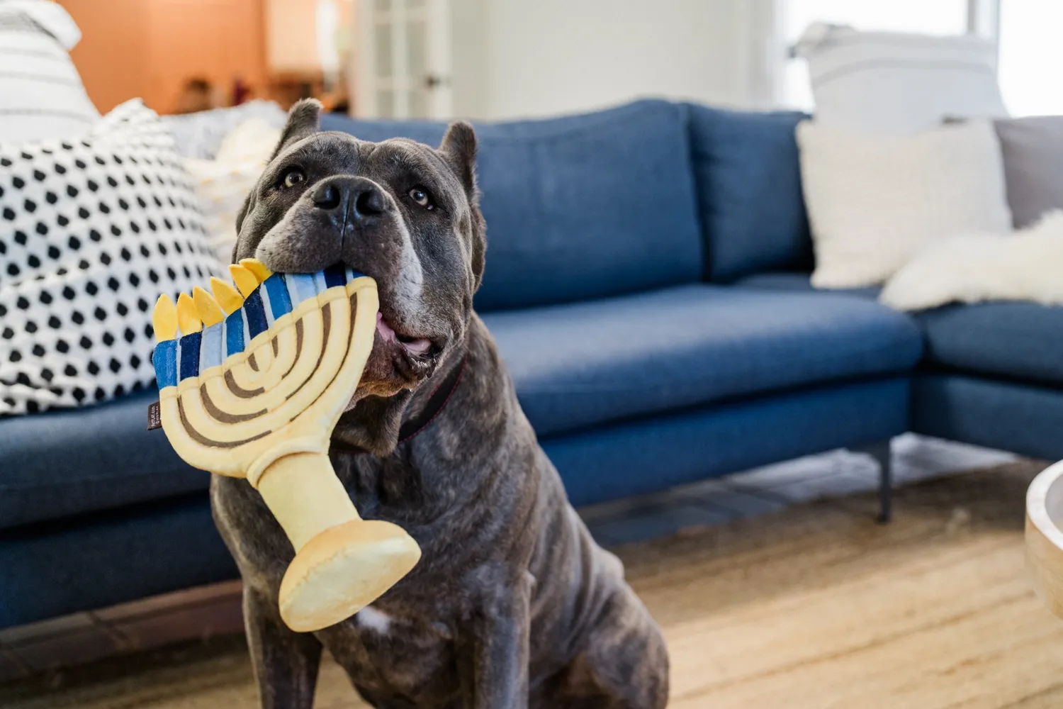 P.L.A.Y. Paw-nukkah Menorah hundleksak med pip