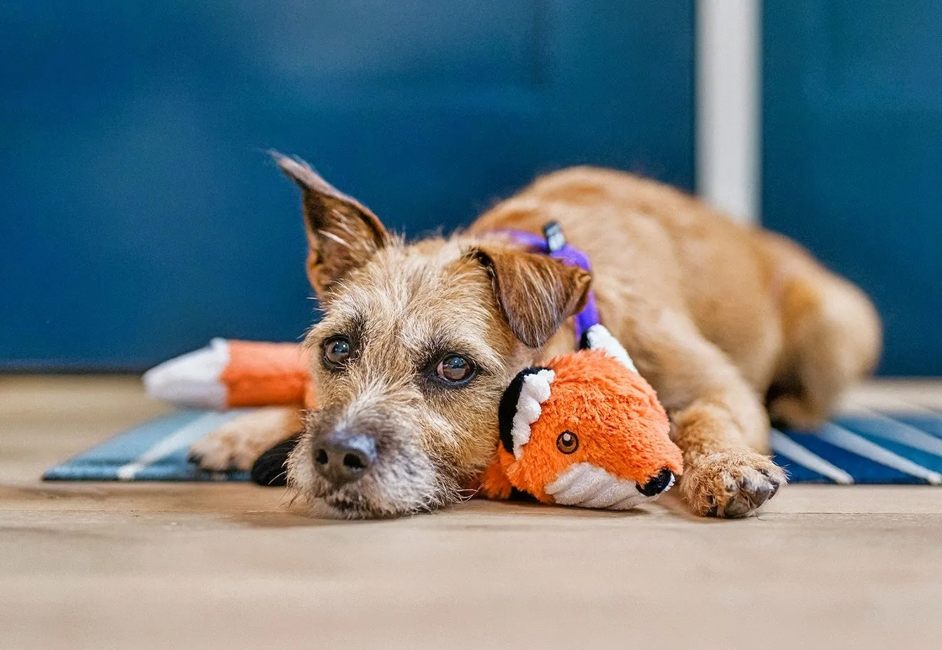 P.L.A.Y. Forest Friends Forest the Fox hundleksak orange med pip