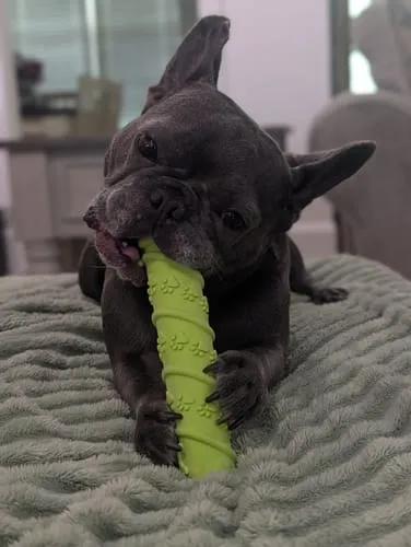 Spunky Pup Gnaw Guard hundleksak liten ring grön flytande