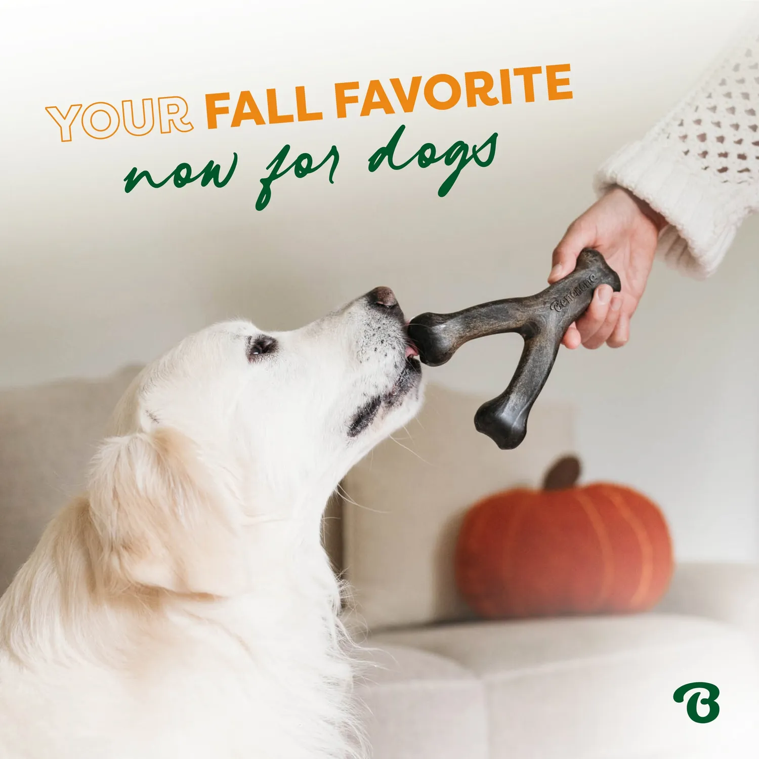 Benebone Pumpkin Spice Wishbone tuggben small pumpakrydda