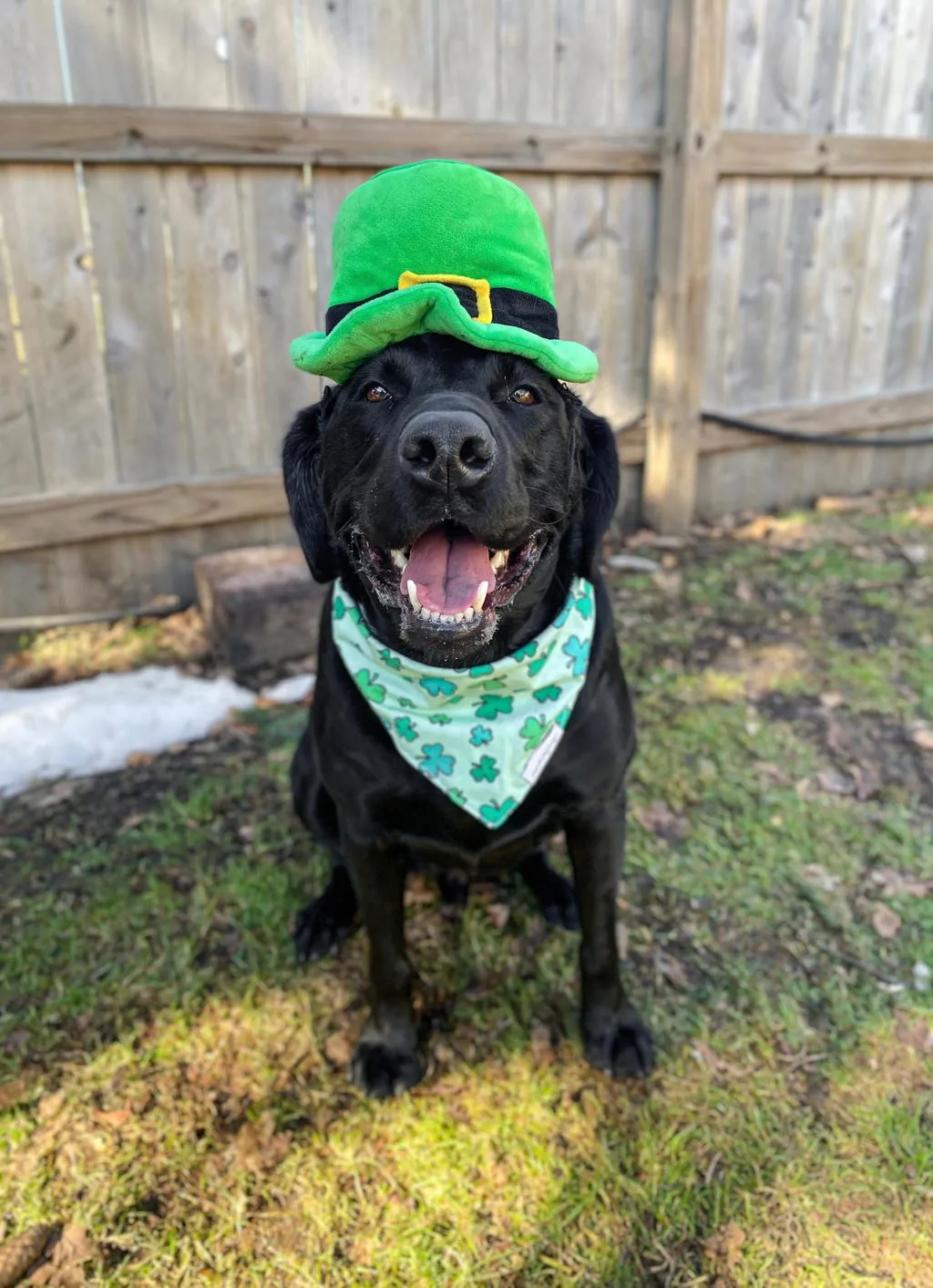 P.L.A.Y. Mutt Hatter Collection hundleksak set hattar pip