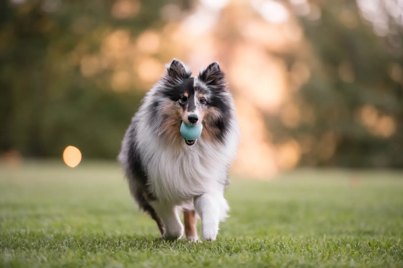 P.L.A.Y. ZoomieRex IncrediBall flytande hundboll