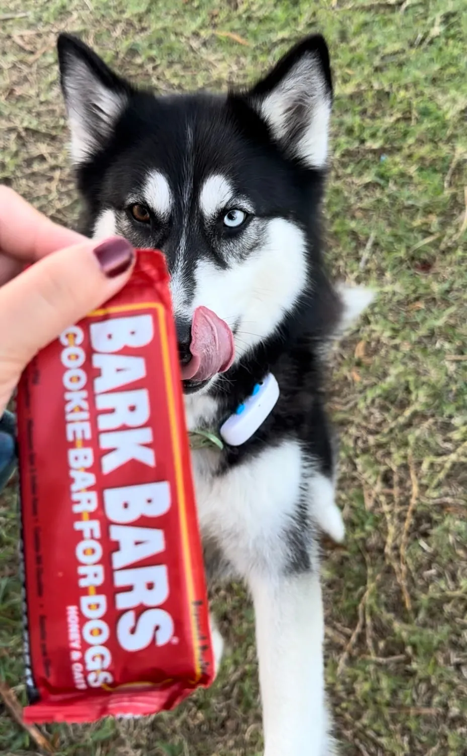 Spunky Pup Treat Bars hundkex jordnötssmör
