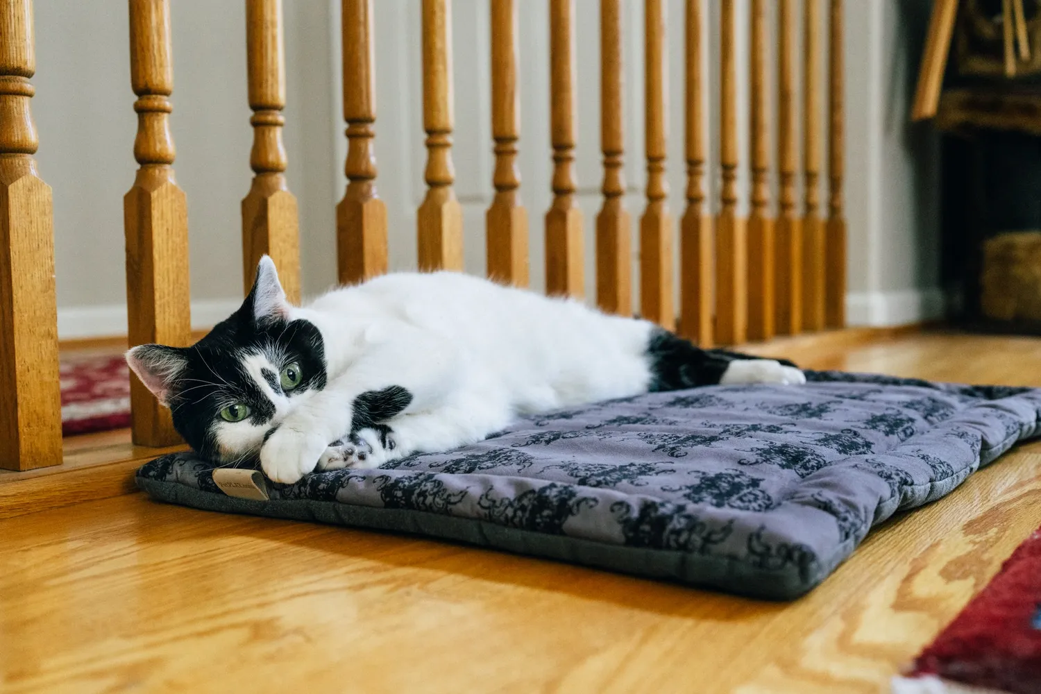 P.L.A.Y. Feline Frenzy Cat Nap Pad liggmatta kattmynta