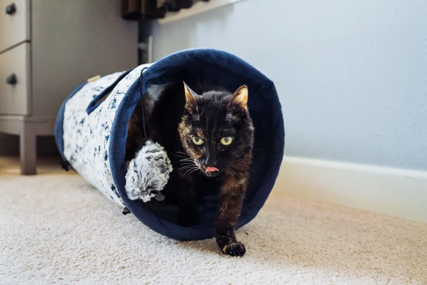 P.L.A.Y. Feline Frenzy Purr & Pounce katttunnel Night Sky Black