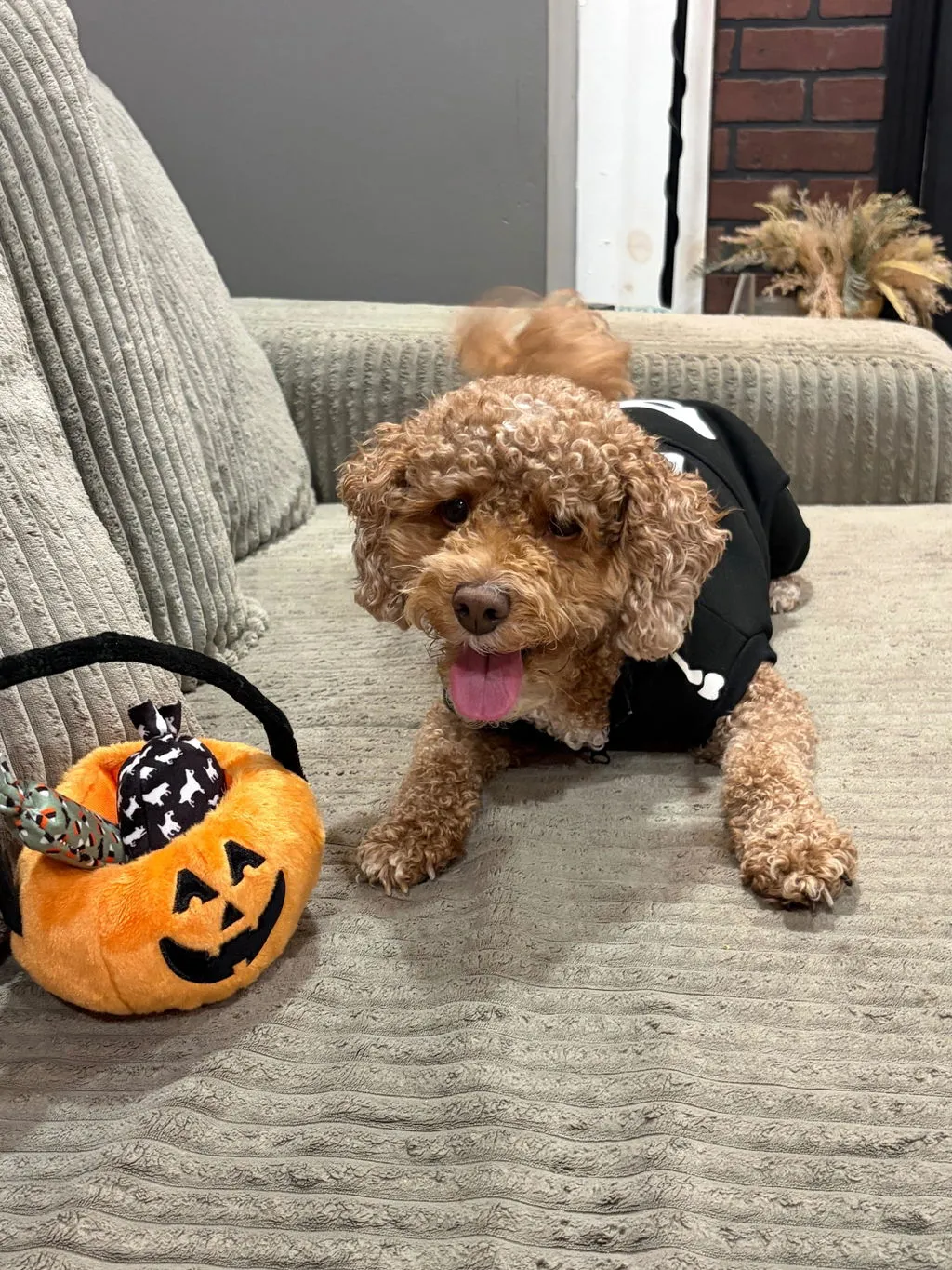 P.L.A.Y. Howl-o-ween Treat Basket mjuk hundleksak pumpa