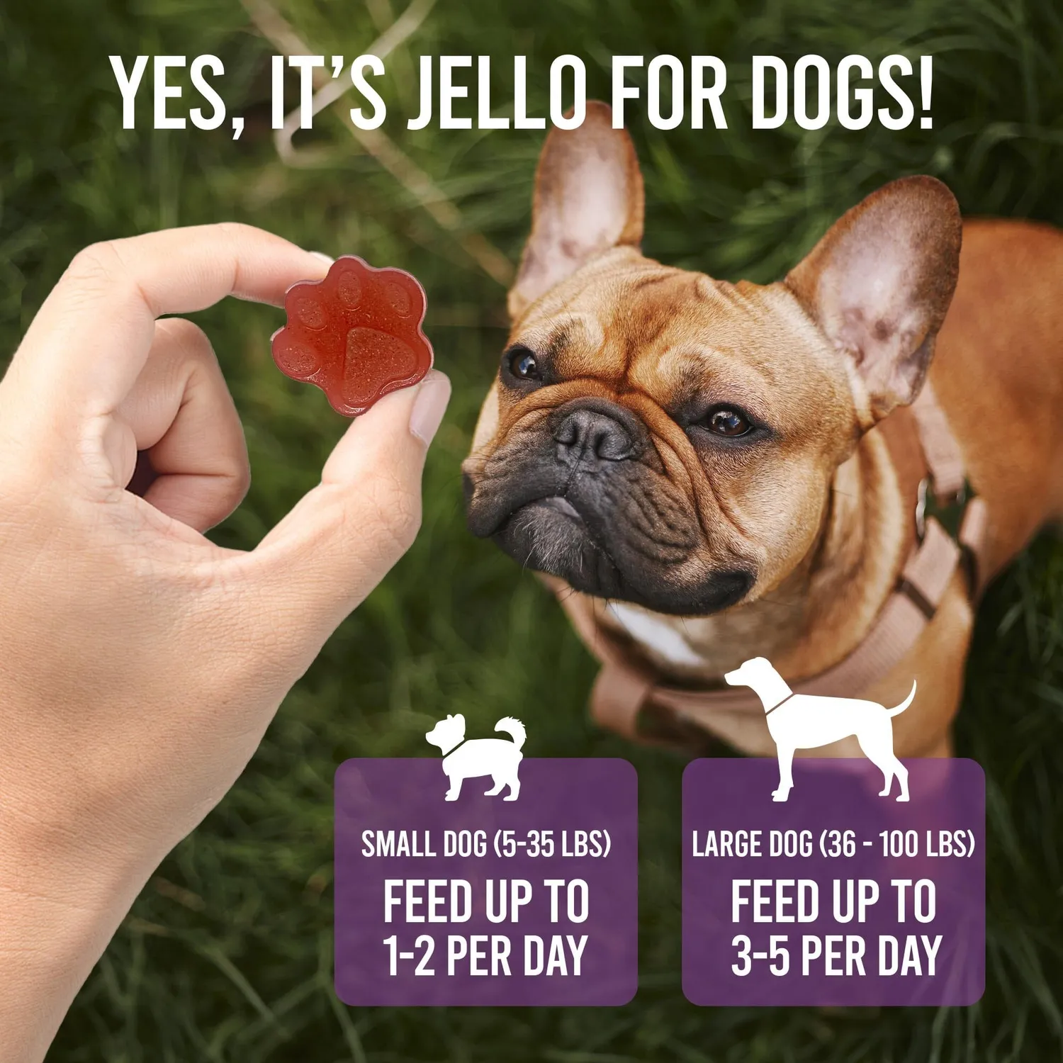 SodaPup Dogtastic Jelly Shots silikonform jul hundgodis