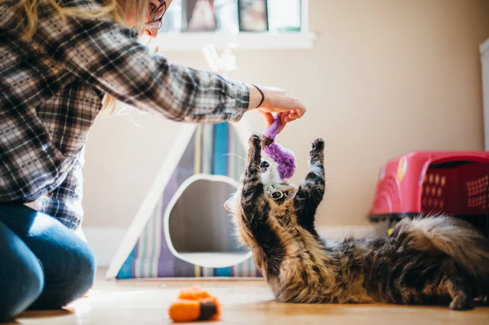 P.L.A.Y. Feline Frenzy Wiggly Wormies kattleksak 2-pack prassel