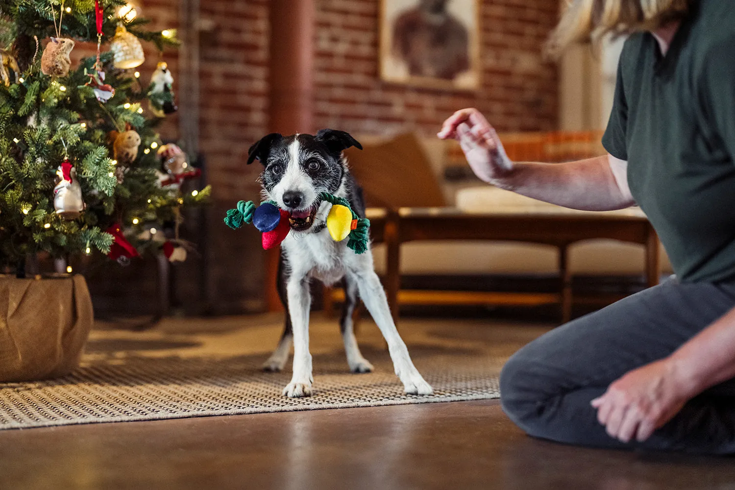P.L.A.Y. Merry Minis Twinkly Tugger hundleksak rep pip