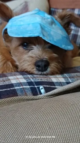 Pawtato Adjustable Sun Visor hundkeps med öronhål