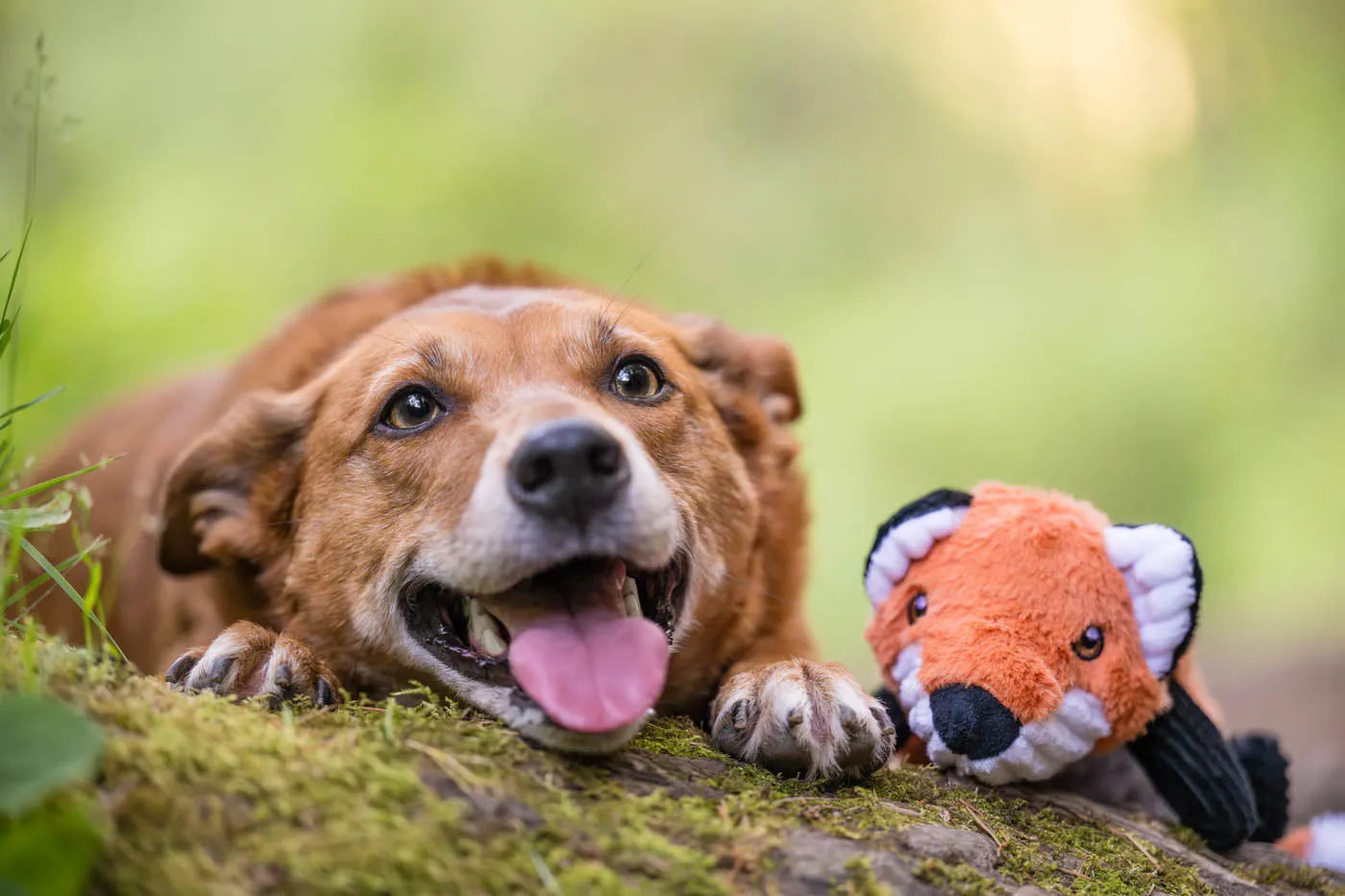 P.L.A.Y. Forest Friends Forest the Fox hundleksak orange med pip