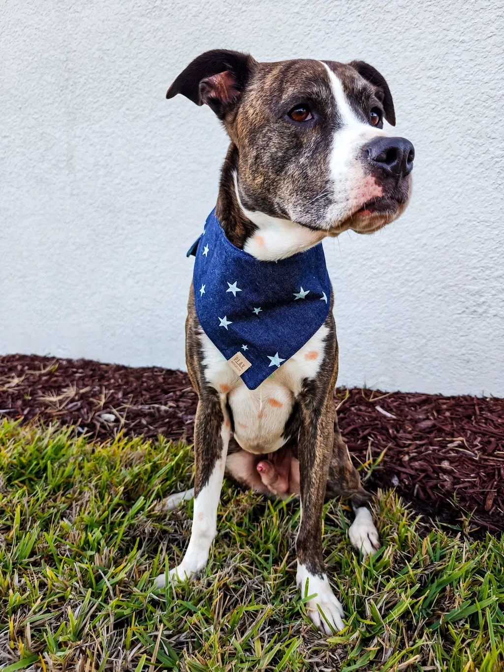 P.L.A.Y. Doggy Duo The Adventurer hundbandana bomull