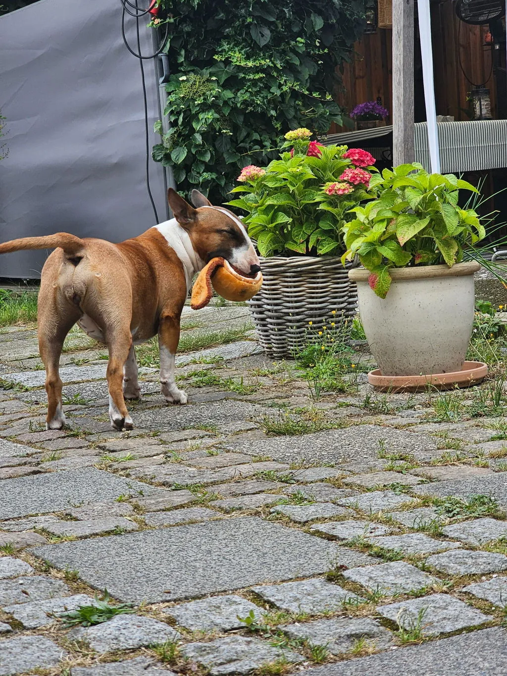 P.L.A.Y. Pup Cup Café Doggo's Java hundleksak med pip