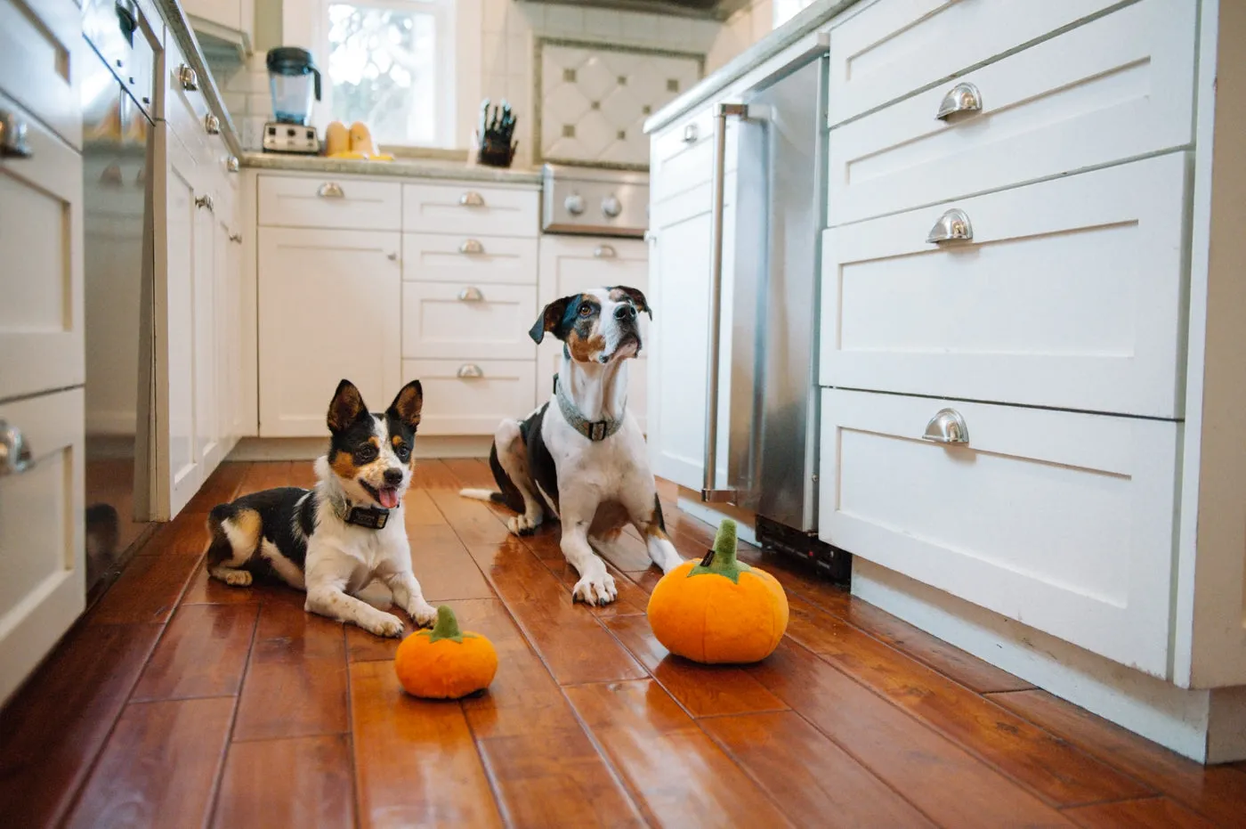P.L.A.Y. Garden Fresh Pumpkin hundleksak med pip