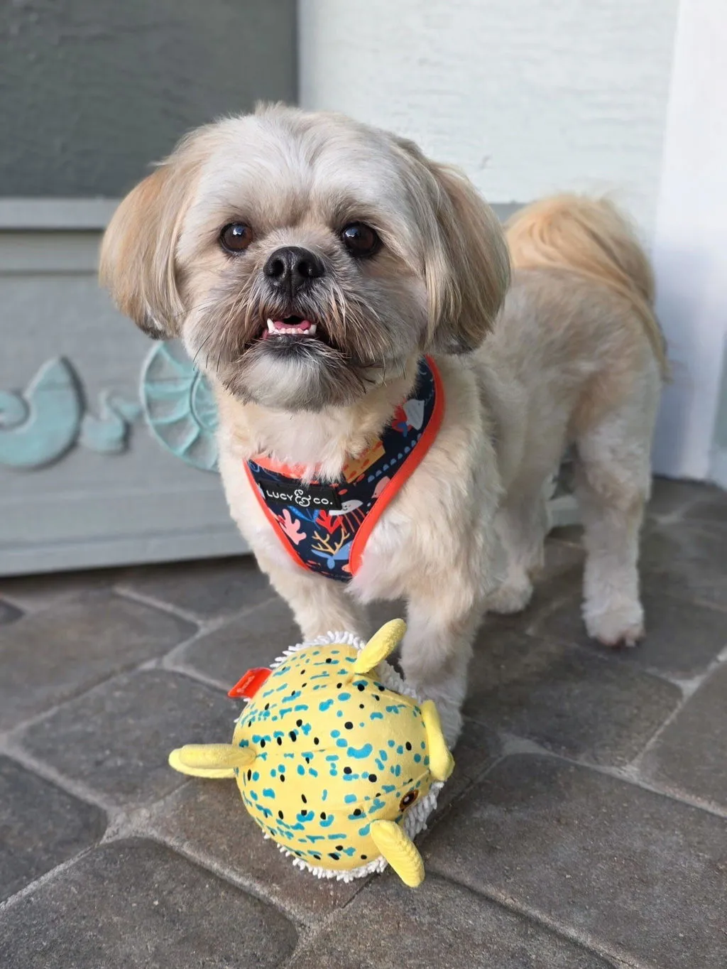 P.L.A.Y. Ocean Buddies Puffer Fish hundleksak med pip gul