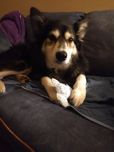 Spunky Pup Clean Earth Bone tuggben kycklingsmak