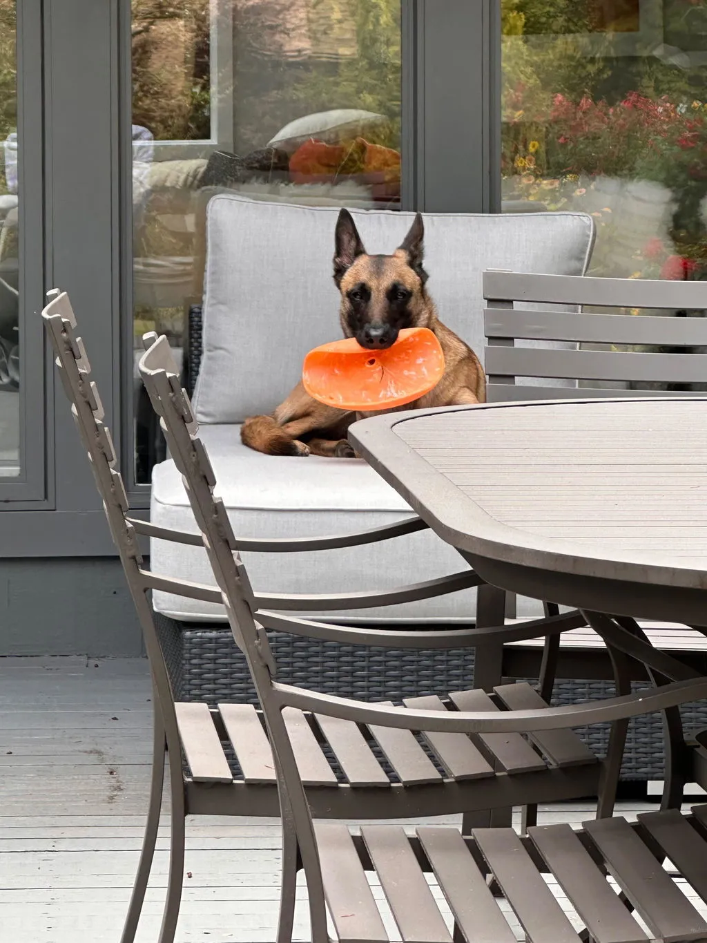 P.L.A.Y. ZoomieRex InfiniDisc hundfrisbee mjuk flytande