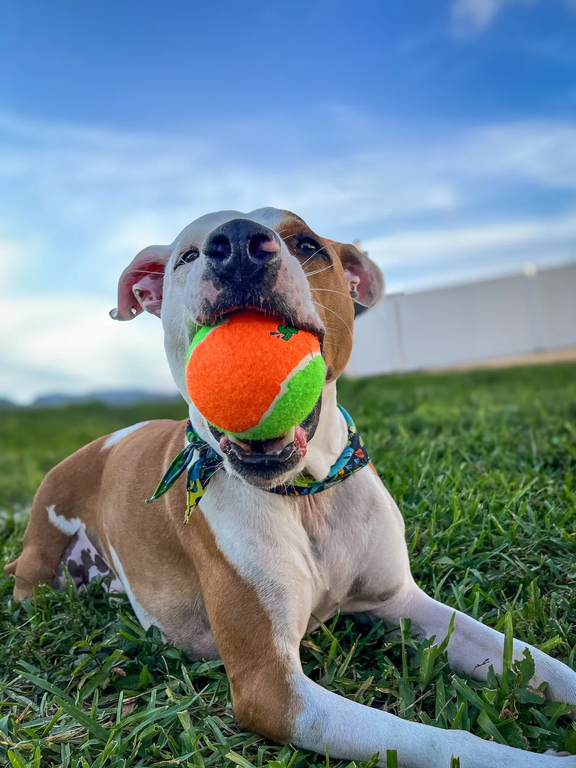 Spunky Pup Squeaky Tennis Balls pipboll M