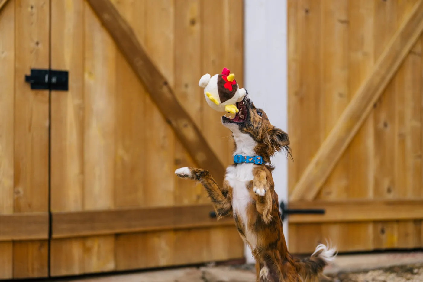 P.L.A.Y. Barnyard Buddies Ryan the Rooster hundleksak large pip