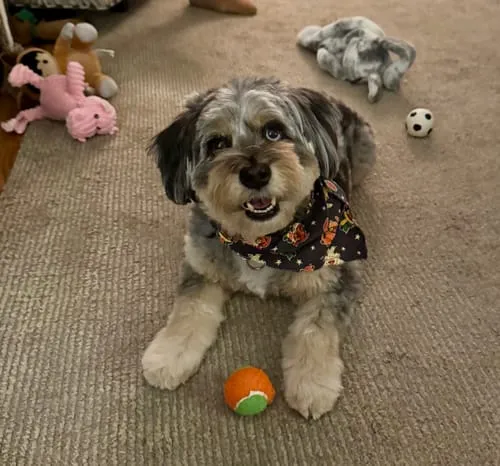 Spunky Pup Squeaky Tennis Balls pipboll M