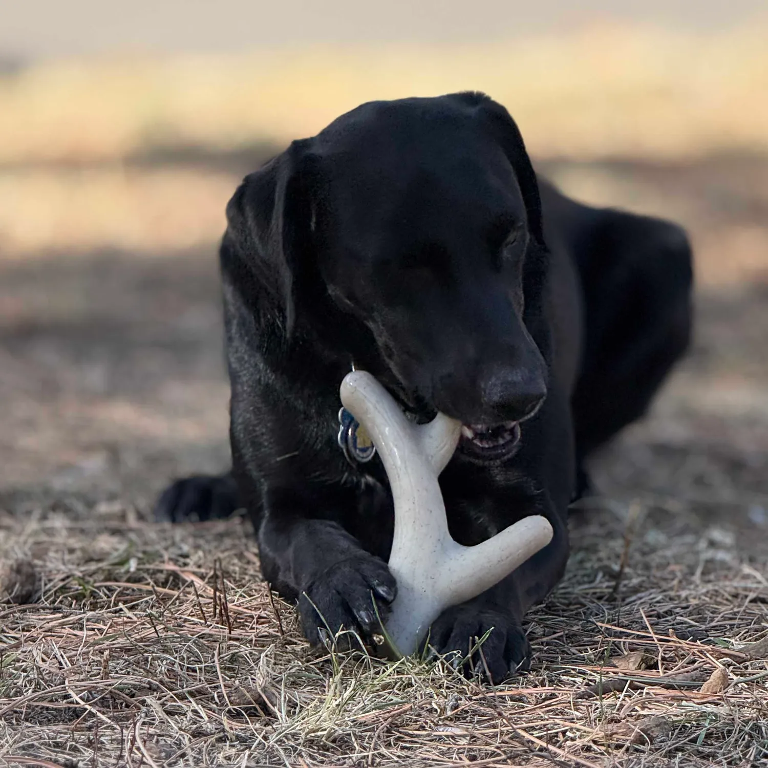 SodaPup Ever Antler tuggben brun extra tålig